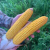 jefarmsllc